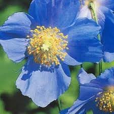 Meconopsis Flower Seeds for Planting, 100 pcs seeds for planting in home garden