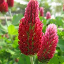 Heirloom Non-GMO Manure Flower Seeds for Planting and for Enrichment and Pollinator Gardens