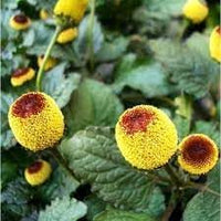 Organic Acmella Flower Seeds for Planting ƒ?? Heirloom, Non-GMO for planting in your garden.