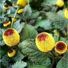 Organic Acmella Flower Seeds for Planting ƒ?? Heirloom, Non-GMO