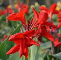 Heirloom Non-GMO Canna Flower Seeds for Garden Planting ƒ?? Vibrant Tropical Blooms