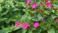 Organic Jalapa Flower Seeds for Planting – Heirloom, Non-GMO