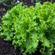 Lactuca Vegetable Seeds for Planting - 100 Pcs pcs