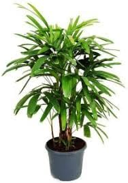 Rhapis Plant Seeds for Planting 100 pcs -Hierloom Flower Seeds - Plant for planting in home garden