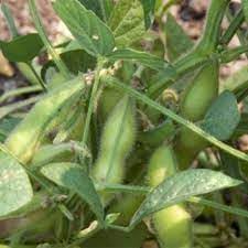 Soybean Seeds for Planting, 100 Pcs pcs