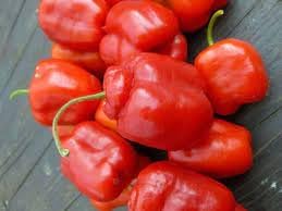Rocoto Vegetable Seeds for Planting heirloom & Non-GMO Seeds