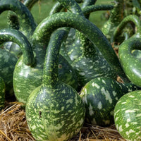 Speckled Swan Gourd Seeds for Planting heirloom & Non-GMO Seeds