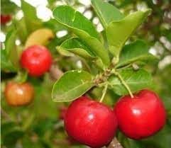 Barbados Fruit Seeds for Planting - Growing Tropical Fruits in Your Garden, Heirloom Seeds