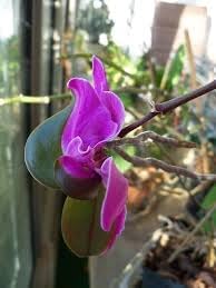 Keiki Orchids Flower Seeds for Planting, Heirloom, Non-GMO, 100 pcs for planting in home garden