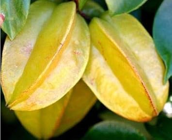 Yellow Carambola Fruit Seeds - 3pcs, Tropical Starfruit Trees for Your Yard 100 Pcs pcs