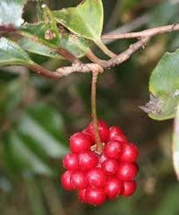Yanang Tiliacora Triandra Fruit Seeds for Planting - Growing Unique Jello Fruits, Heirloom Seeds