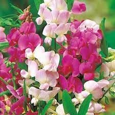 Heirloom Pea Flower Seeds for Planting 100 pcs - Pea for planting in home garden