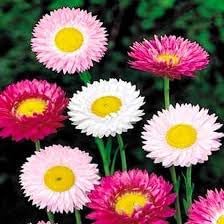 Paper Flower Seeds for Planting – Fresh, Organic, Heirloom, Non-GMO Bougainvillea Seeds for planting in your garden.