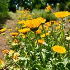 Resina Calendula Flower Seeds, Heirloom, Non-GMO Seeds for Planting - Calendula for planting in home garden