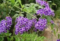 Duranta Erecta Flower Seeds – Heirloom Non-GMO Seeds for Ornamental and Hedge Garden Planting - Erecta for planting in home garden