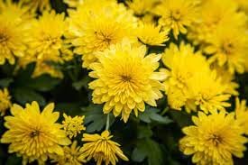 Mums Flower Seeds Heirloom Non GMO Planting - 100 pcs