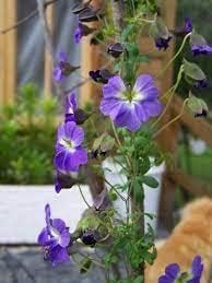 Blue Hanging Nasturtium Flower Seeds for Planting - Heirloom seeds for Home Garden, GMO Free
