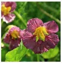Nasturtium flower seeds- NON GMO Seeds for planting in home garden