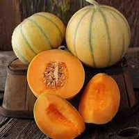 Melon fruit seeds