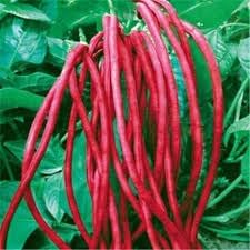 Cowpea Vigna unguiculata seeds for garden planting
