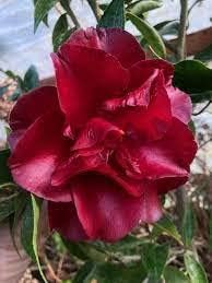 Burgundy Camellia Seeds for Planting – Organic, Heirloom, Non-GMO Flower Seeds for planting in your garden.