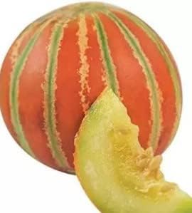 Red Green Hami Melon Cucumis melo seeds for planting in home garden