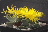 Echter Tigerrachen Flower Seeds for Planting - NON GMO Seeds