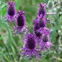 Purple Eryngo Flower Seeds for Planting 100 pcs seeds for planting in home garden