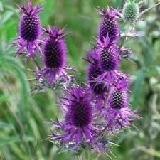 Purple Eryngo Flower Seeds for Planting 100 pcs seeds for planting in home garden