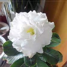 Heirloom Adenium Flower Seeds for Planting 100 pcs - Adenium for planting in home garden