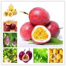 Mixed Colour Passiflora edulis seeds for planting in home garden