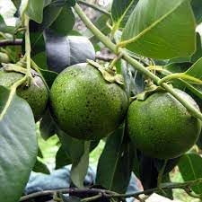 New Fresh 70pcs Sapote Fruit Seeds - Exotic, Sweet Sapotes for Your Backyard Orchard 100 Pcs pcs