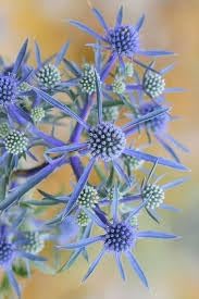 Eryngium Plant Seeds for Planting, 100 pcs seeds for planting in home garden