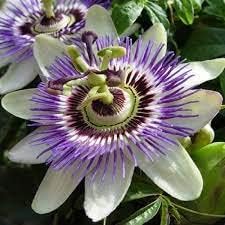 Heirloom Non-GMO Passionflower Seeds for Planting ƒ?? Exotic Climbing Flowering Vine Seeds for planting in your garden.