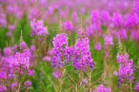Epilobium Flower Seeds for Planting ƒ?? Organic, Heirloom, Non-GMO Wildflower Seeds