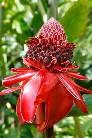 Ginger Etlingera Elatior Flower Seeds for Planting -Hierloom Flower Seeds - Etlingera for planting in home garden