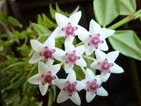 Heirloom Non-GMO Hoya Bella Flower Seeds ƒ?? Tropical Flower Seeds for Home Gardening