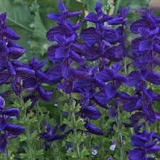 Sage Flower Seeds Heirloom Non GMO Planting - 100 pcs for planting in home garden