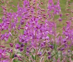 Epilobium Flower Seeds for Planting – Organic, Heirloom, Non-GMO Wildflower Seeds
