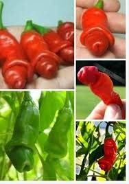 100 Pcs