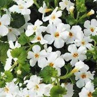 Bacopa Flower Seeds for Planting - 100 pcs