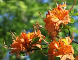 Heirloom Orange Azalea Flower Seeds for Garden Planting - NON GMO Garden Seeds