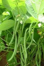 Mixed bean seeds for garden planting