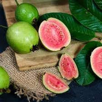 Salak Seeds for Unique Snakeskin-Like Tropical Fruits 100 Pcs pcs