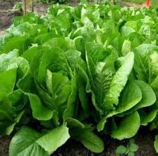 Lettuce Heirloom Seeds for Planting - 100 Pcs pcs