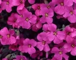 Aubretia Lila Flower Seeds – Heirloom, Non-GMO, Colorful Ground Cover Blooms for Garden Planting