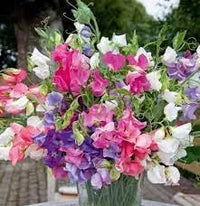 Bijou Flower Seeds for Planting – Fresh, Organic, Heirloom, Non-GMO Dwarf Garden Blooms for planting in your garden.