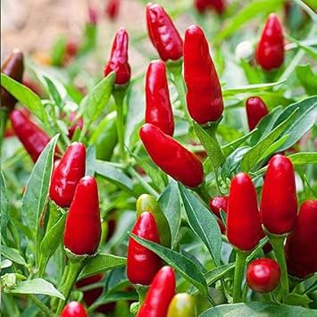 Fresno Pepper Capsicum annuum seeds for garden planting