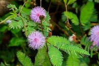 Mimosa Pudica Flower Seeds for Planting 100 pcs