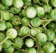Thai Green Eggplant Solanum melongena seeds for container planting